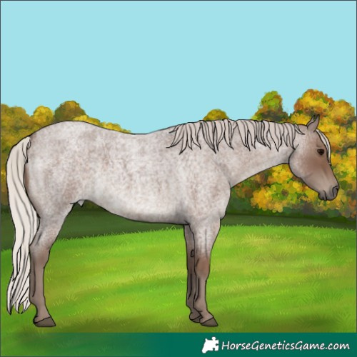 Horse Color:Silver Blue Roan 