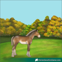 Horse Color:Chocolate Palomino Mushroom Tobiano 