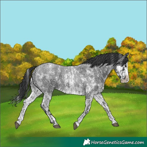 Horse Color:Blue Roan Sabino Splash  and Blue Roan Sabino Splash 