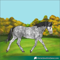 Horse Color:Blue Roan Sabino Splash  and Blue Roan Sabino Splash 
