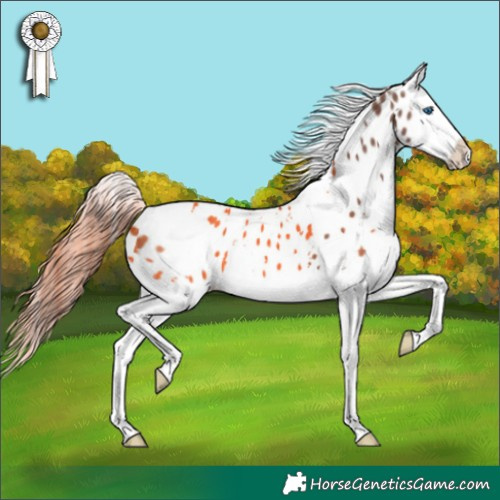 Horse Color:White Spotted Liver Red Dun Splash Appaloosa 