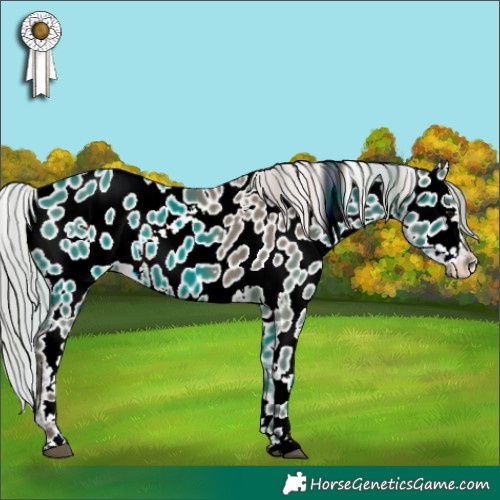 Horse Color:White Spotted Silver Grullo Near Leopard Rabicano