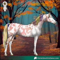 Horse Color:Painted White Spotted Gold Champagne Dun Splash Appaloosa Rabicano 