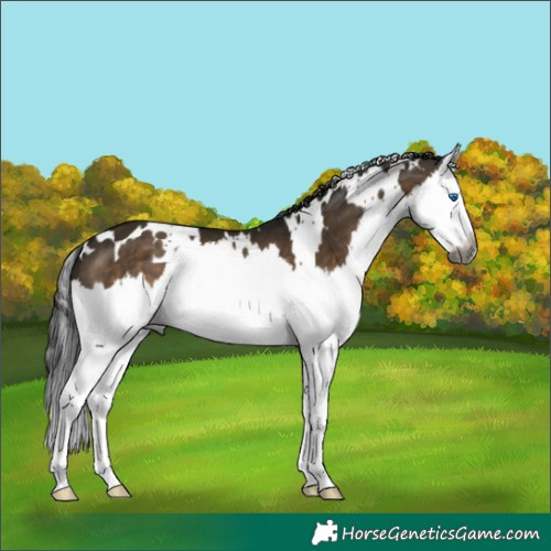 Horse Color:Gray White Spotted Brown Dun Splash 