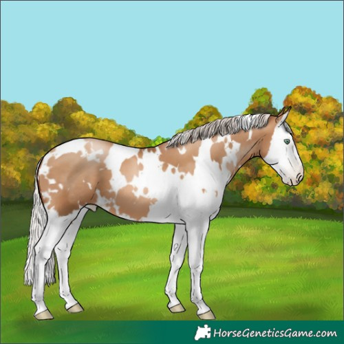 Horse Color:Gray White Spotted Silver Sable Champagne Pearl Splash 