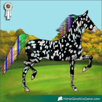 Horse Color:Painted White Spotted Silver Amber Champagne Dun Appaloosa Rabicano 