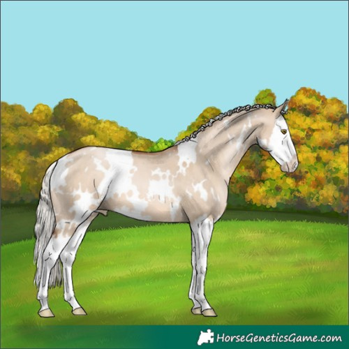 Horse Color:White Spotted Silver Brown Pearl Dun Splash 