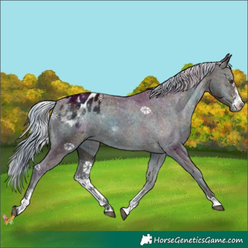 Horse Color:Watercolor Midnight Liver Red Onyx Sabino Appaloosa 