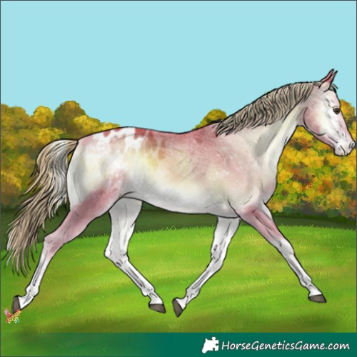 Horse Color:Platinum Watercolor Liver Red Onyx Sabino Tobiano Appaloosa 