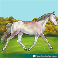 Horse Color:Platinum Watercolor Liver Red Onyx Sabino Tobiano Appaloosa 