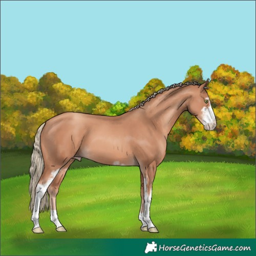 Horse Color:Gold Champagne Sabino 