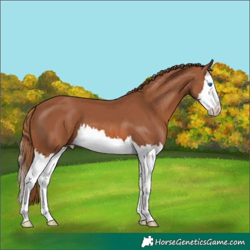 Horse Color:Chestnut Splash 