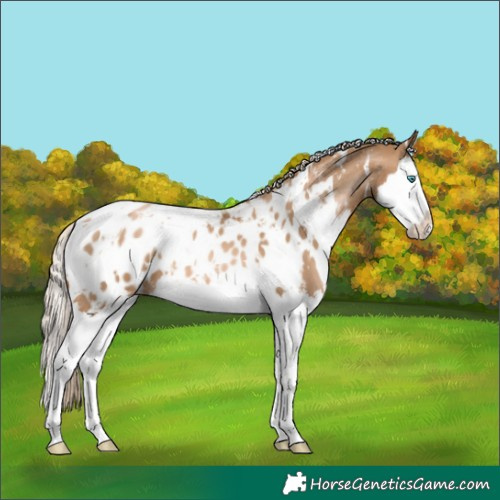 Horse Color:White Spotted Chocolate Palomino Pearl Splash Appaloosa 