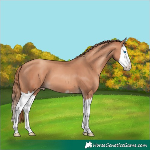 Horse Color:Gold Champagne Sabino Splash 