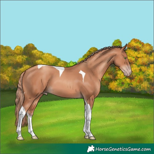 Horse Color:Gold Champagne Tobiano 