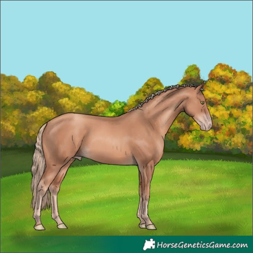 Horse Color:Gold Champagne 