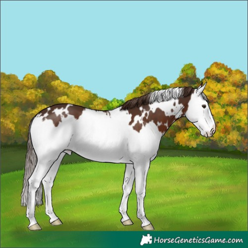 Horse Color:White Spotted Liver Chestnut Splash 