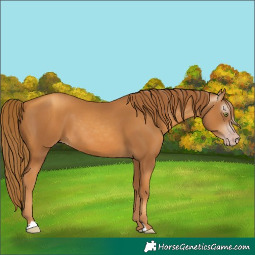 Horse Color:Gray Gold Champagne 