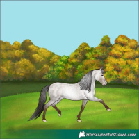 Horse Color:Gray Classic Champagne Roan 