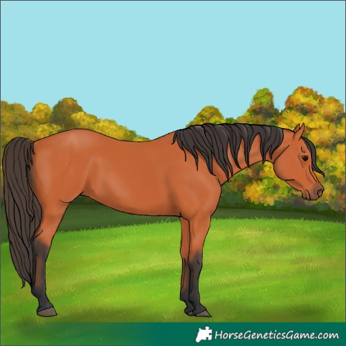 Horse Color:Bay 