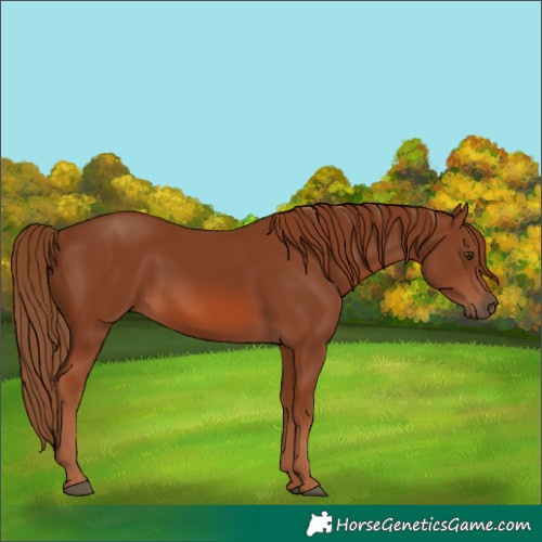Horse Color:Chestnut 
