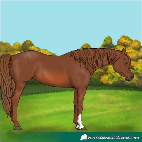Horse Color:Chestnut 