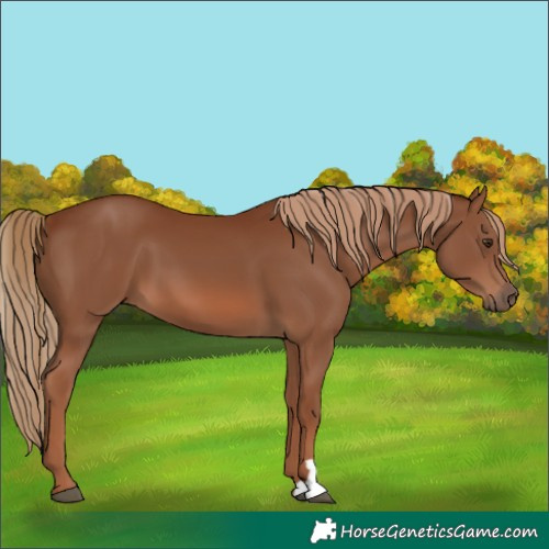 Horse Color:Chestnut 