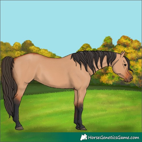 Horse Color:Bay Dun