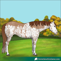 Horse Color:Red Dun Splash  and Red Dun Splash Rabicano 