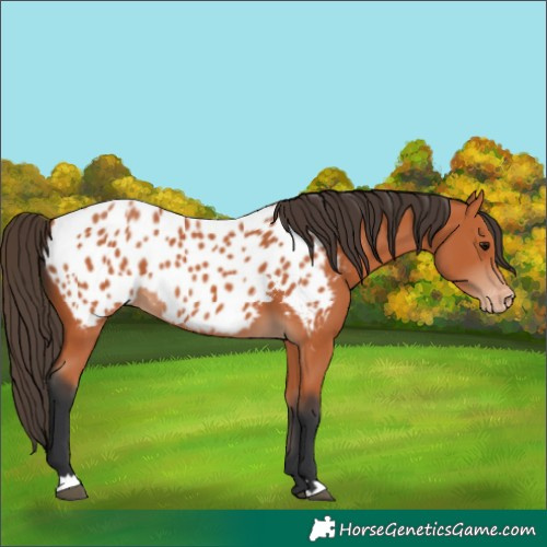 Horse Color:Bay Appaloosa 