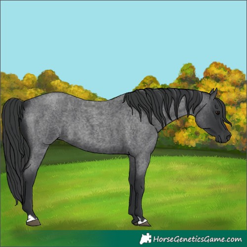 Horse Color:Blue Roan 