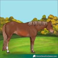 Horse Color:Chestnut 