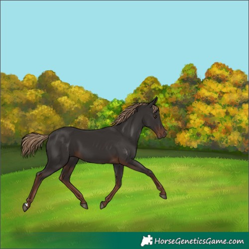 Horse Color:Liver Chestnut 