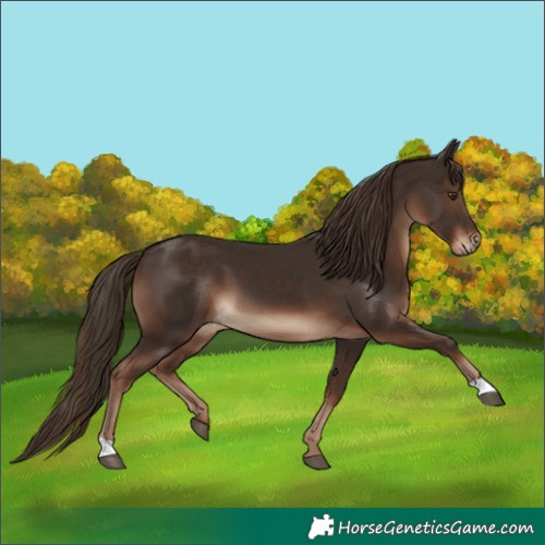 Horse Color:Liver Chestnut 