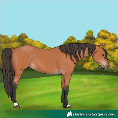 Horse Color:Bay 