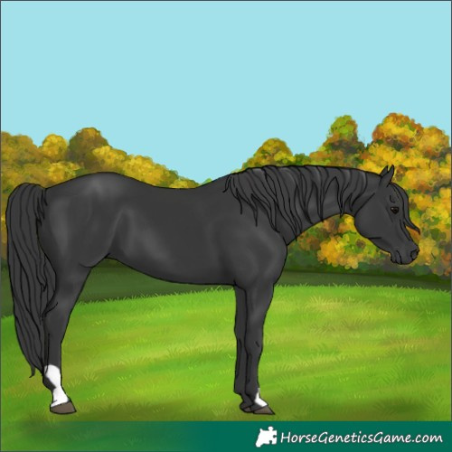 Horse Color:Black 