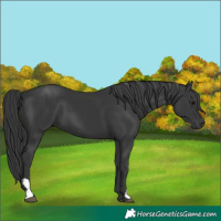 Horse Color:Black 