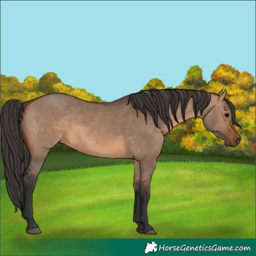 Horse Color:Brown Dun