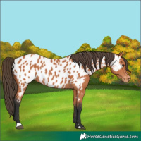 Horse Color:Bay Appaloosa