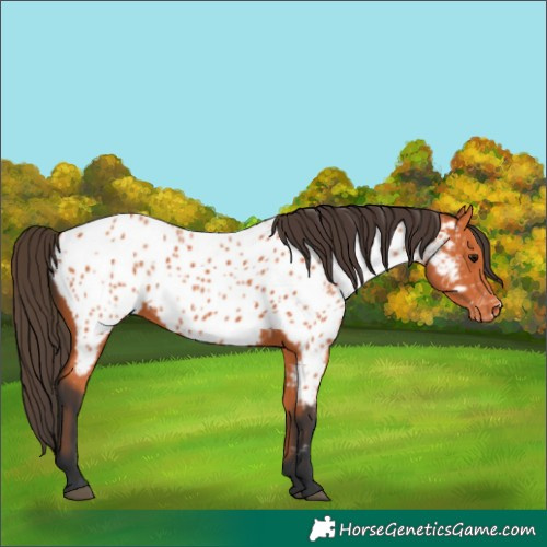 Horse Color:Bay Appaloosa 