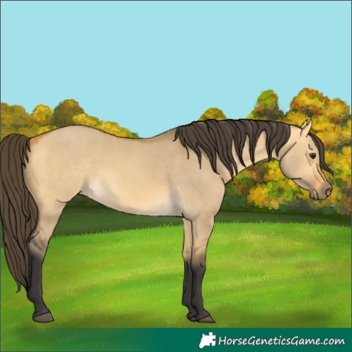 Horse Color:Buckskin Dun 