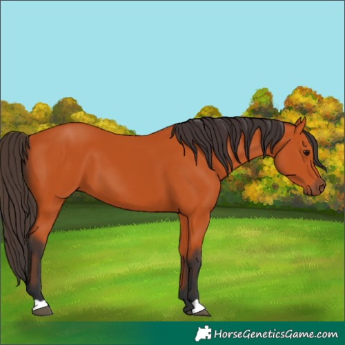 Horse Color:Bay 
