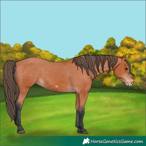 Horse Color:Bay Frame Appaloosa