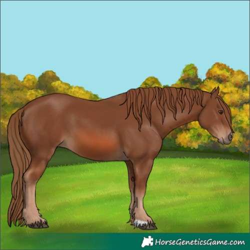 Horse Color:Chestnut 
