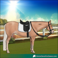 Horse Color:Gold Champagne 