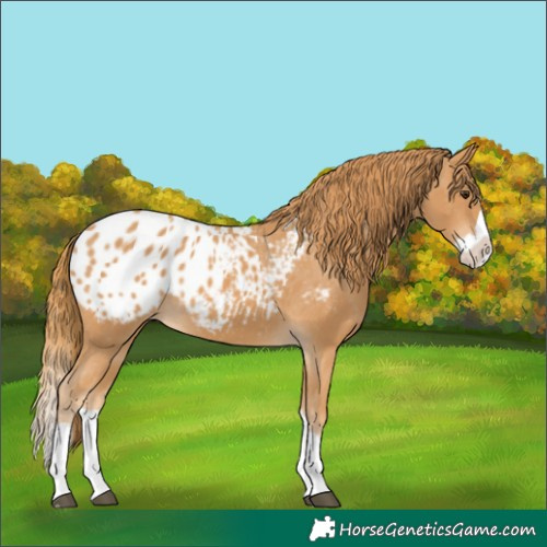 Horse Color:Chestnut Splash Appaloosa 