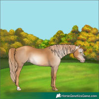 Horse Color:Gray Gold Champagne