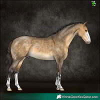 Horse Color:Buckskin Dun