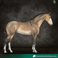 Horse Color:Buckskin Dun 