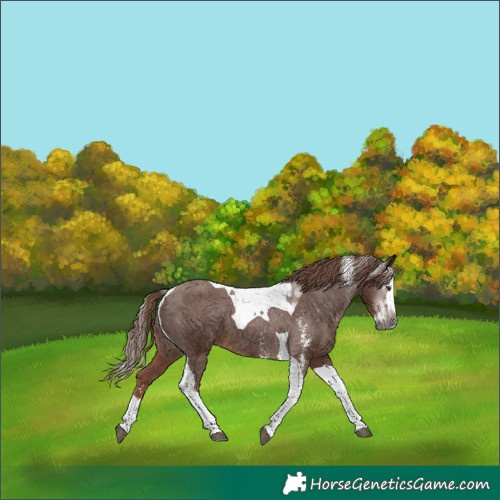Horse Color:Gray Chestnut Sabino Splash Tobiano Appaloosa 